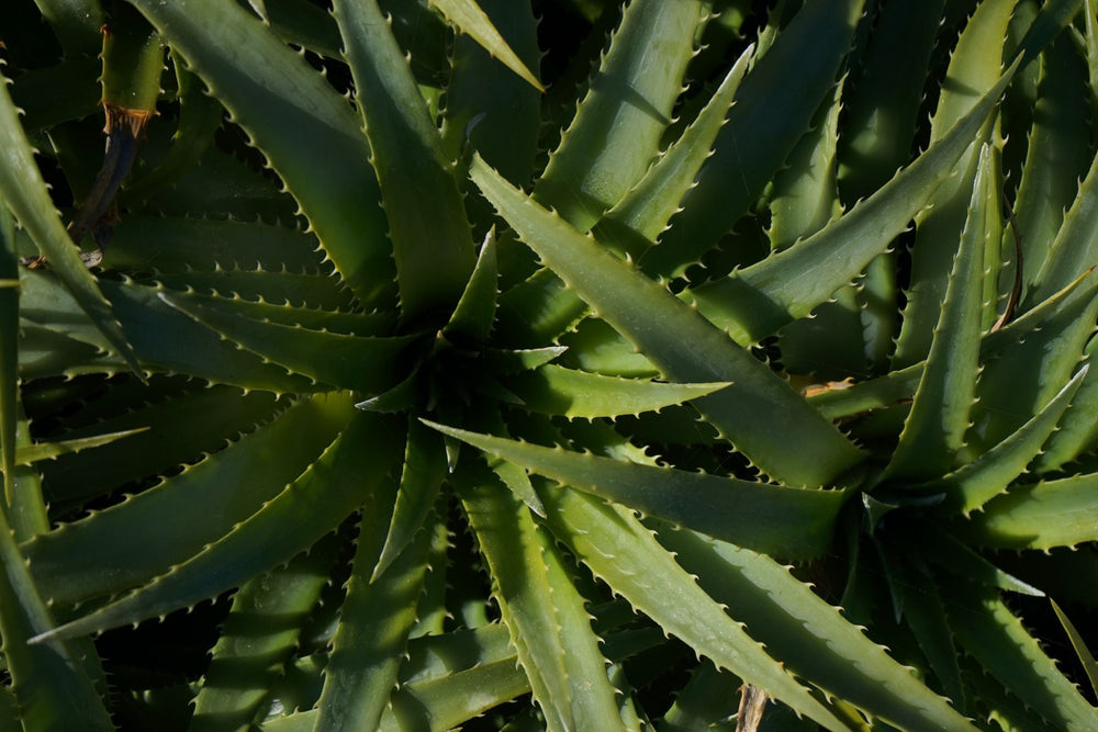 aloe vera in cosmetica