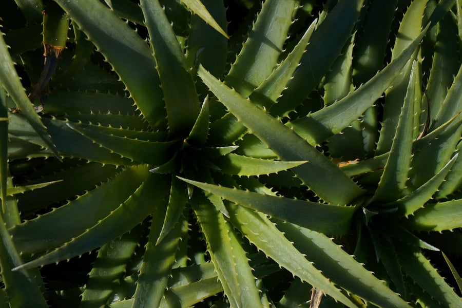aloe vera in cosmetica