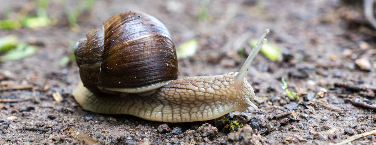 Snail slime: does it have any contraindications?