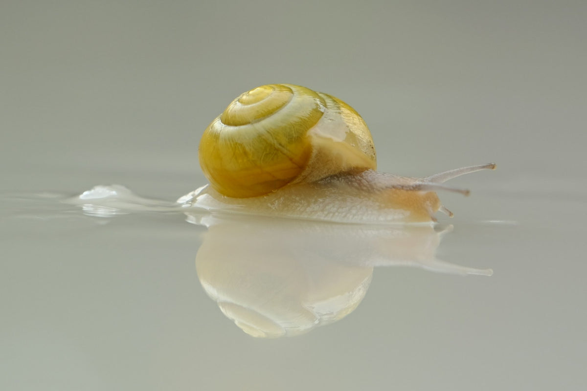Bava di lumache: rimedio naturale efficace e versatile