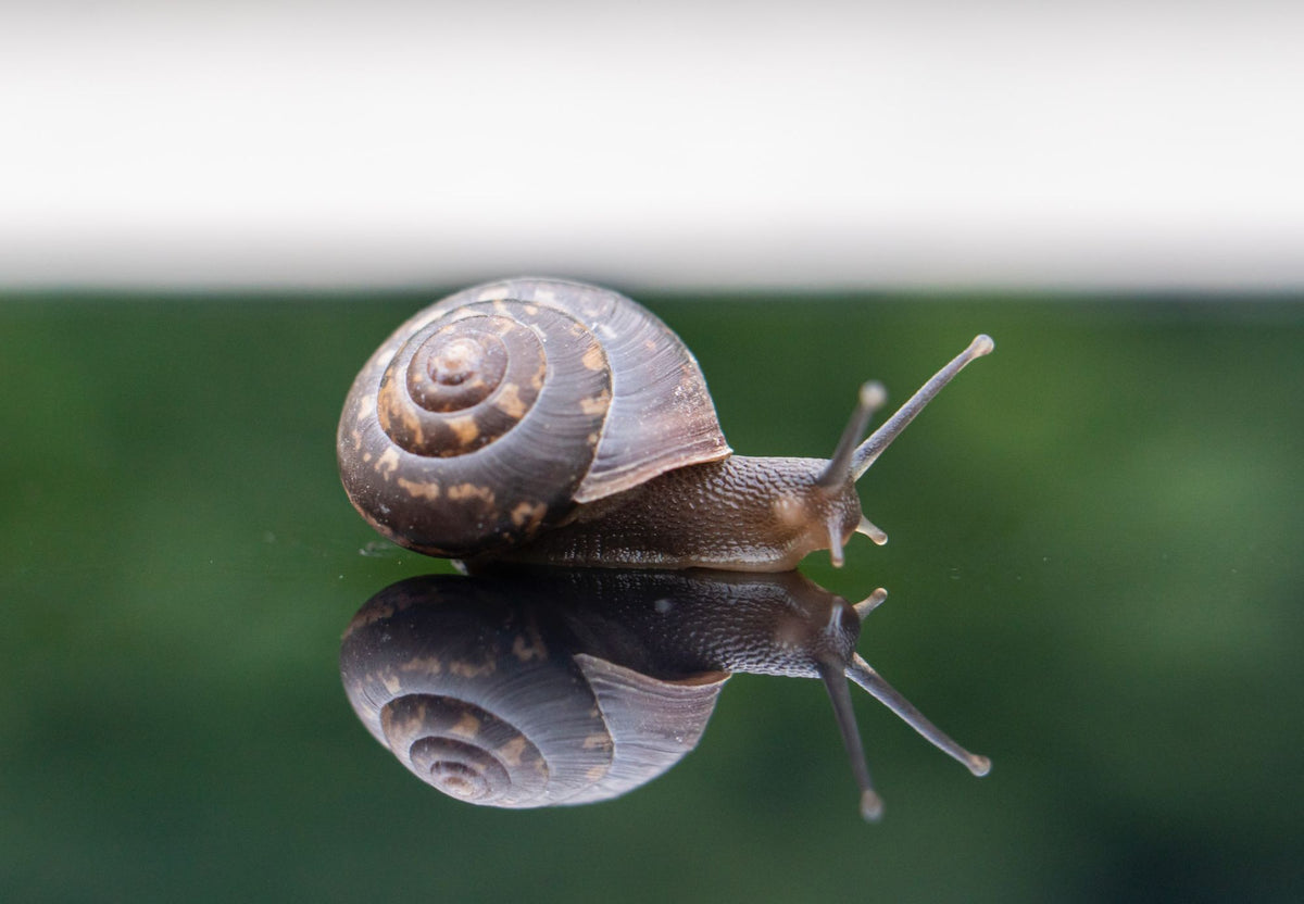 A quoi sert la bave d'escargot ?