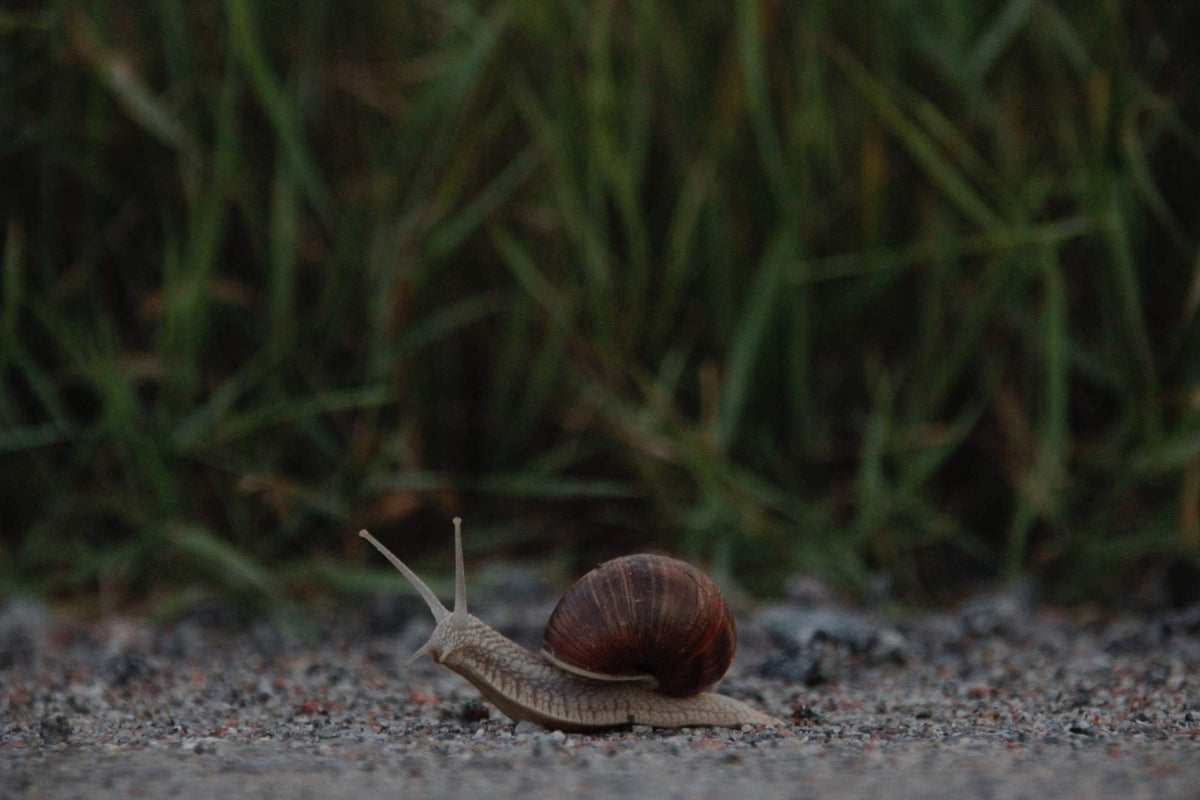 Bave d'escargot : 10 questions à se poser avant de choisir !