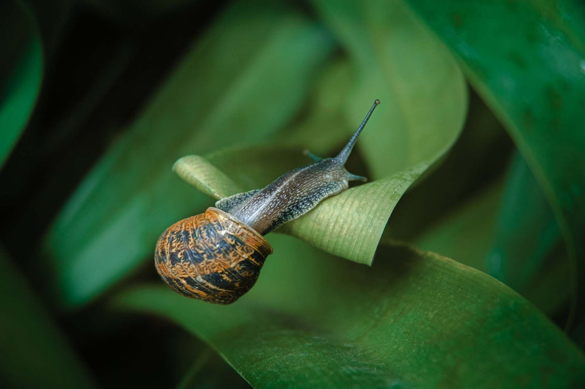 Bave d'escargot : comment est-elle extraite ?