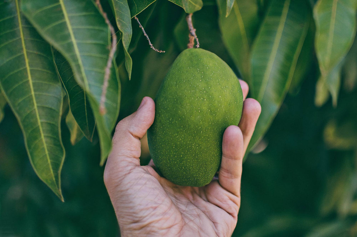 Beurre de mangue : propriétés et bienfaits cosmétiques