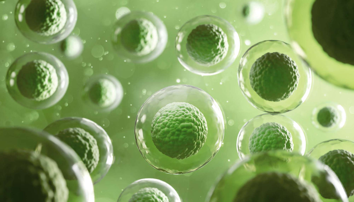 Cellules souches végétales : propriétés et usages cosmétiques