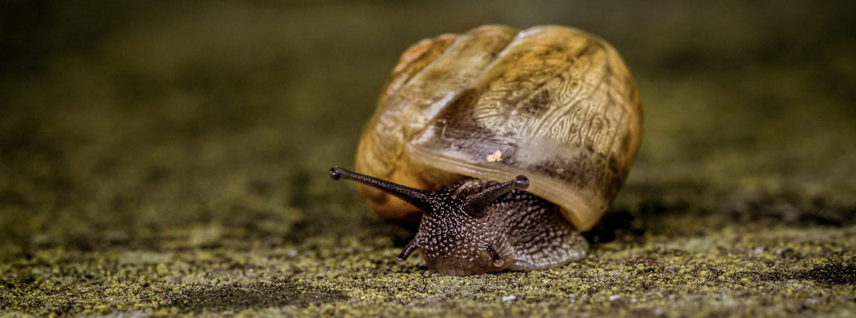 Que contient la bave d'escargot ?