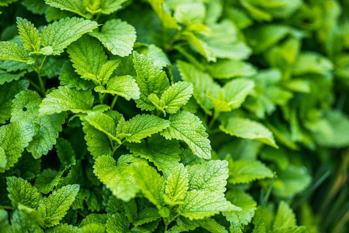 Menthol : qu'est-ce que c'est et quels sont ses bienfaits