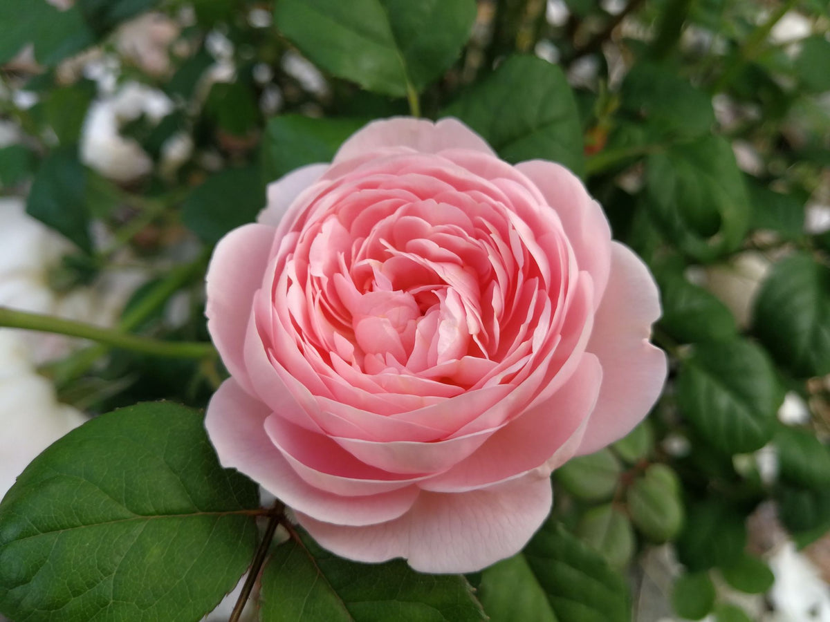 Olio di Rosa Mosqueta