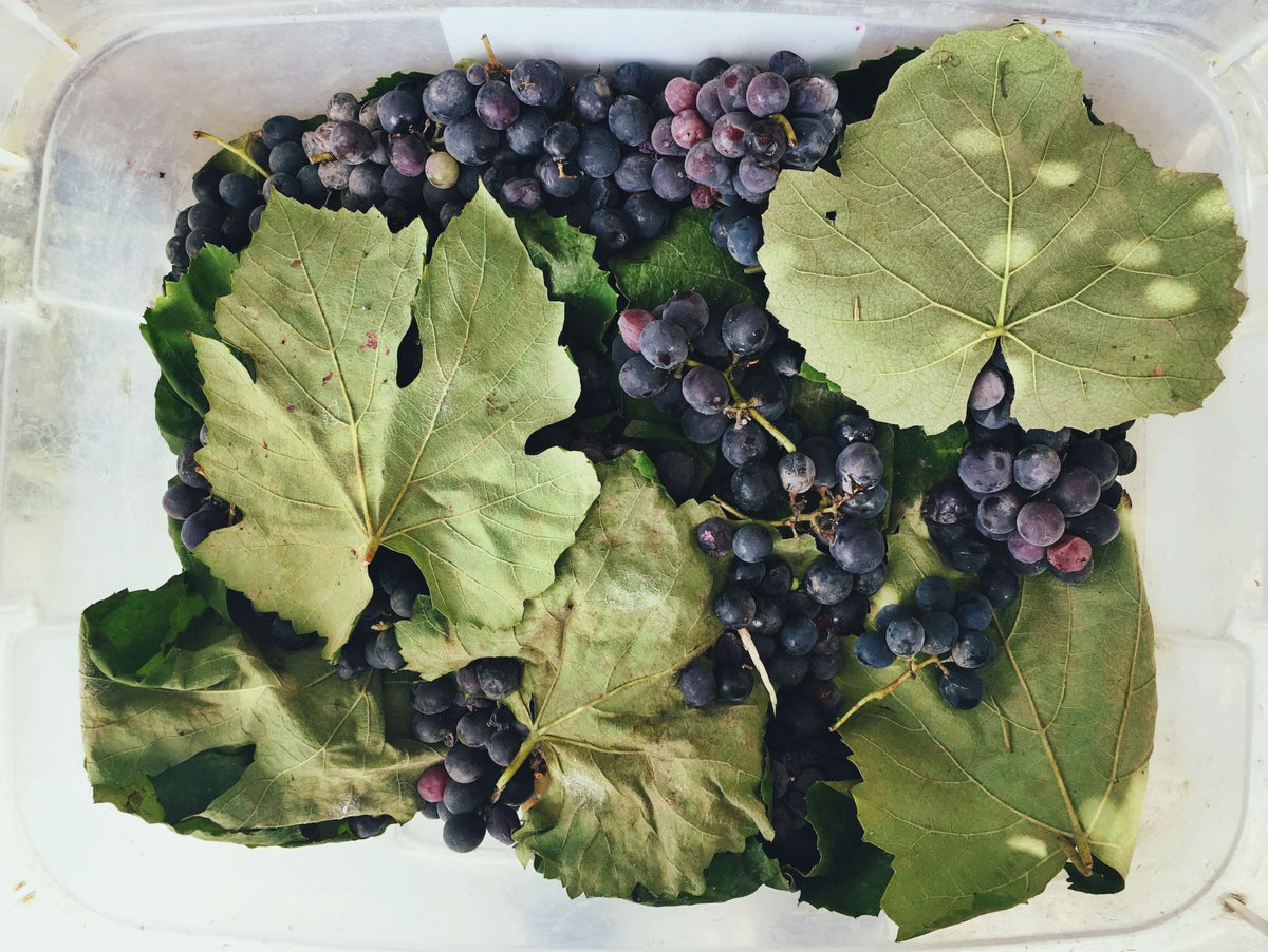Grapeseed oil, properties and benefits