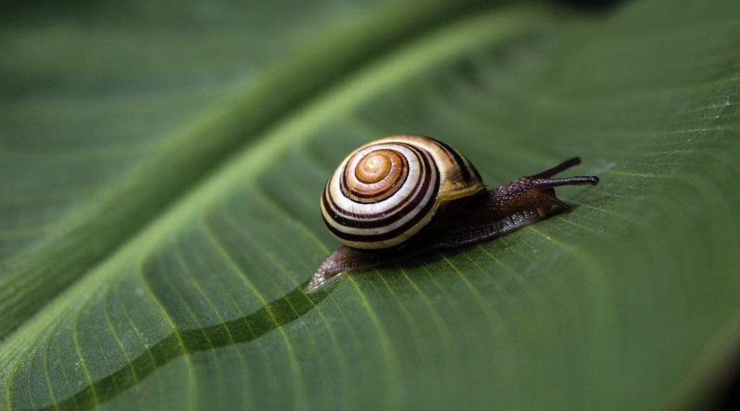 Bave d'escargot : préjugés à dissiper et bienfaits cosmétiques