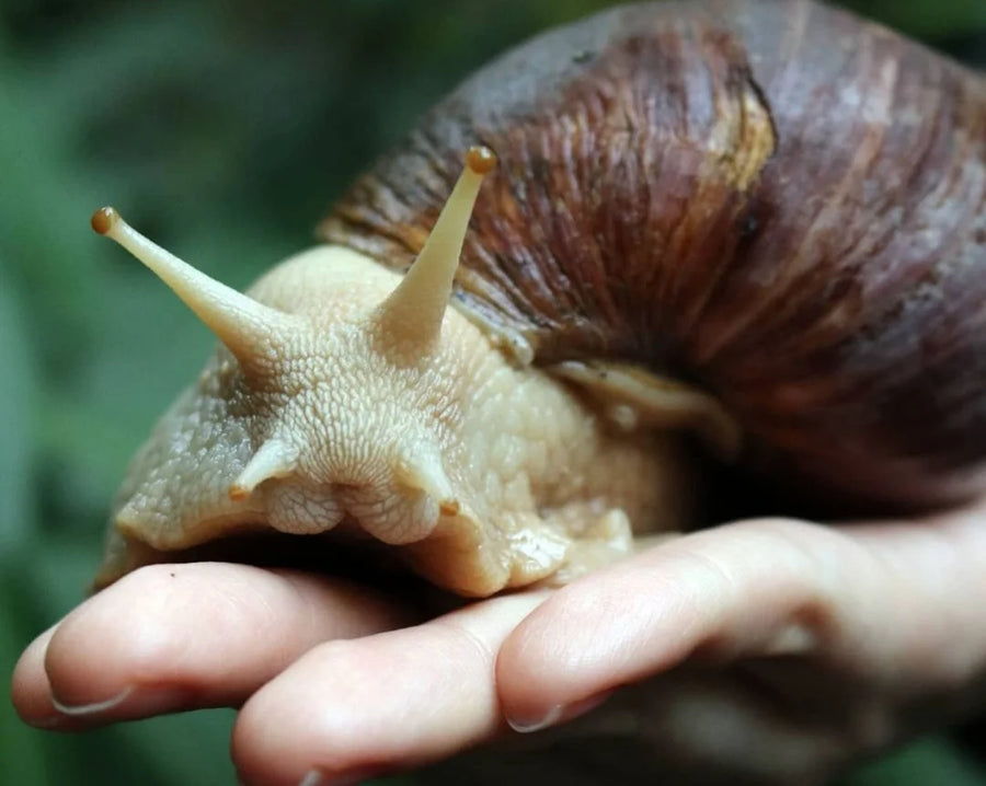 lumaca che produce bava di chiocciola 